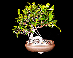 Ficus before defoliation